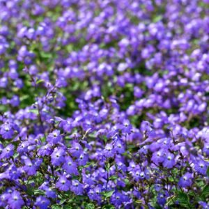 Browallia Blue Lady Seeds