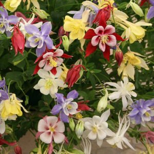 Kings Seeds Aquilegia McKanas Giant 175 Seed