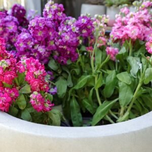 Stock Ten Week Dwarf Mix Seeds