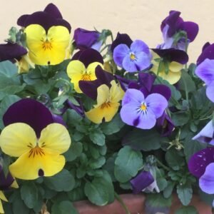 Viola Cornuta Crown Blended Mixture Seeds