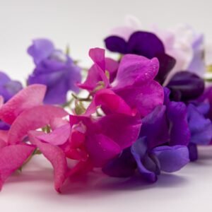 Sweet Pea Queen of the Night Seeds