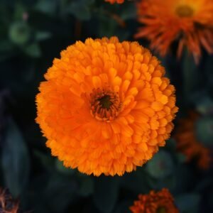 Calendula Calypso Orange Seeds