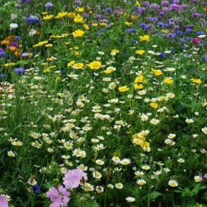 Wild Flower Special Cornfield Flower Annual Mix Seeds