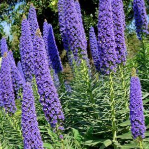 Echium Blue Towers Seeds