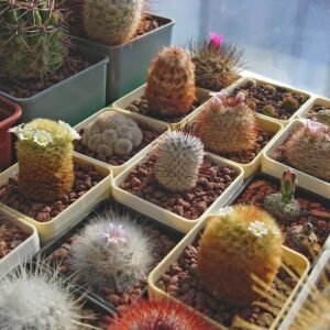 Cactus - Mammillaria mixed Seeds