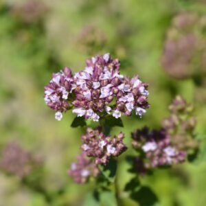 Suffolk Herbs Pot Marjoram 400 Seeds