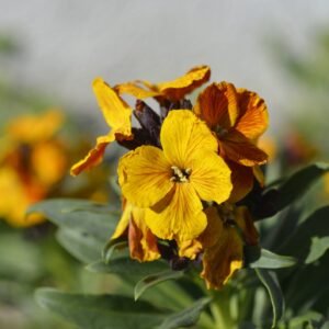 Wallflower Bedder Orange Seeds