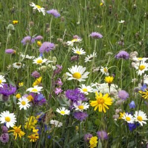 Wild Flower Ultimate General Purpose Flower Mix