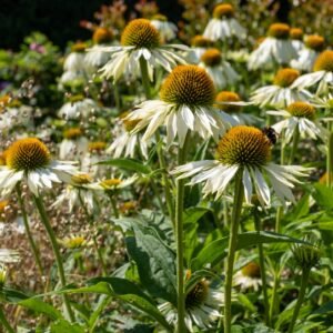 Rudbeckia White Swan Seeds