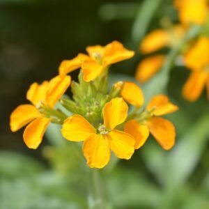 Wallflower Bedder Golden Seeds