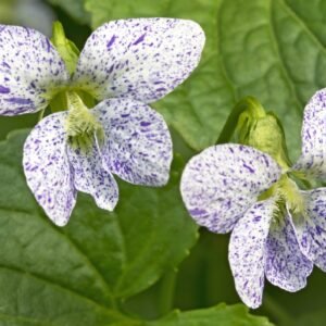 Viola Freckles Seeds