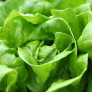 Organic Lettuce Matilda Seeds