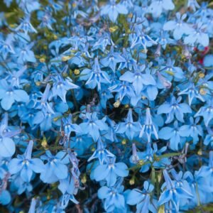 Lobelia Regatta Blue Sky Seeds