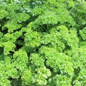 Suffolk Herbs Organic Parsley Grune Perle 200 Seeds - Reduced Short Sow By Date Sept 2024