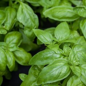 Kings Seeds Basil Bosham Seeds