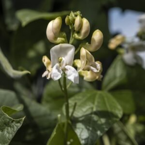 Runner Bean Stardust Seeds