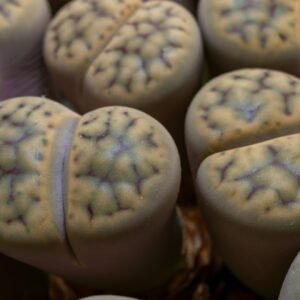 Lithops Schwantesii Species Seeds