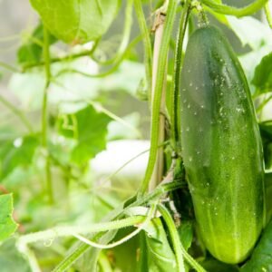 Cucumber Marketmore Seeds