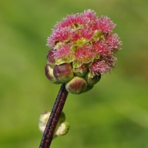 Suffolk Herbs Salad Burnet Seeds