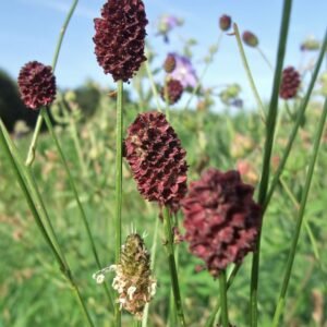 Great Burnet Sanguisorba officinalis Seeds