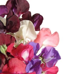 Kings Seeds Sweet Pea Little Sweetheart 25 Seed