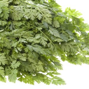 Kings Seeds Herb Chervil Curled Seeds