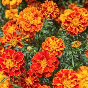 French Marigold Brocade Mix Seeds