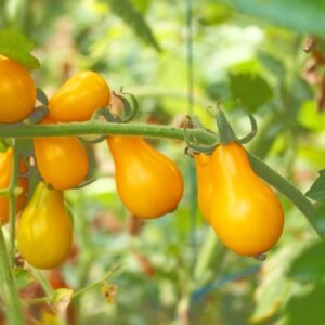 Tomato Peardrop F1 Hybrid Seeds