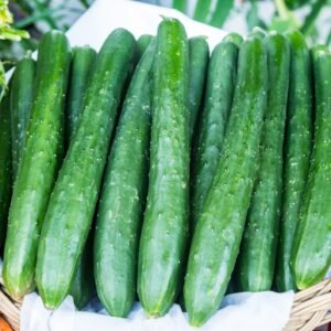 Cucumber Burpless Tasty Green F1 Hybrid Seeds