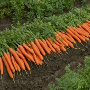 Carrot Marion F1 Hybrid Seeds