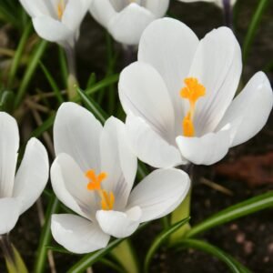 Crocus Bulbs - Large Spring Flowering Bulbs - White