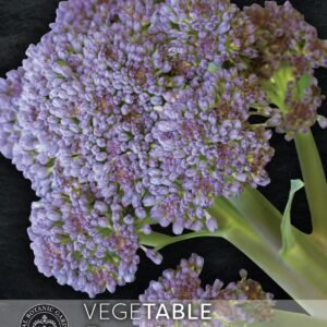 Thompson & Morgan Kew Vegetable Broccoli Sprouting Summer Purple - 200 Seeds