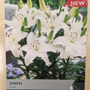 Taylors  - Lily  Gwen- 3 Tubers - White Flowers Idea for Containters