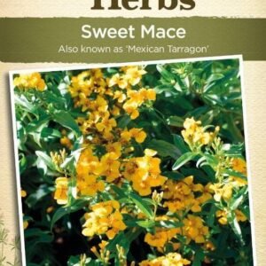 Johnsons Herb Jekka's Sweet Mace (Mexican Tarragon) 100 Seeds