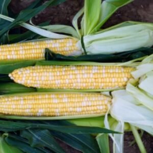 Sweet Corn Pot of Gold F1 Hybrid Seed