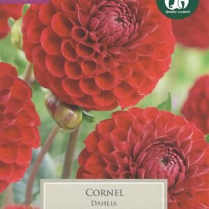 Taylors Flower - Dahlia - Cornel - 1 Tuber