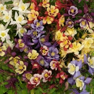 Aquilegia Earlybird Mixed Seeds
