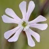 Wild Flower NightFlowering Catchfly Silene noctiflora Seeds