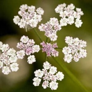 Wild Flower Upright Hedge Parsley torilis Japonica Seeds