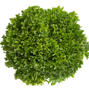 Lettuce Green Salanova Crispy Incised Excuria RZ Seeds