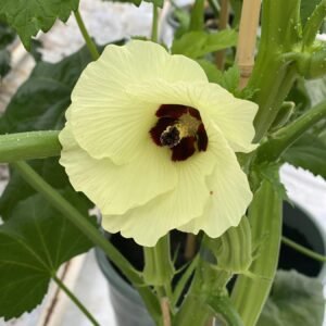 Okra Bhut Bhindi Seeds