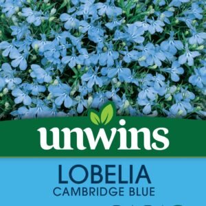 Unwins Lobelia Cambridge Blue (Bush) 1000 Seeds