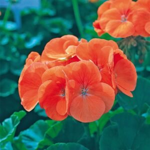 Geranium Horizon F1 Hybrid Orange Seeds