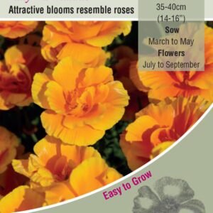 Kings Seeds  Eschscholtzia Lady Marmalade Seeds