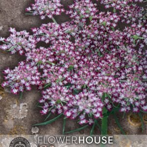 Thompson & Morgan Kew Flower Daucus carota Dara - 100 Seeds
