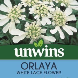 Unwins Orlaya White Lace Flower 25 Seeds
