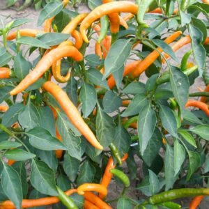 Chilli Pepper Hot Kilian Orange Seeds