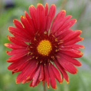 Gaillardia Burgundy Red Wine Seeds