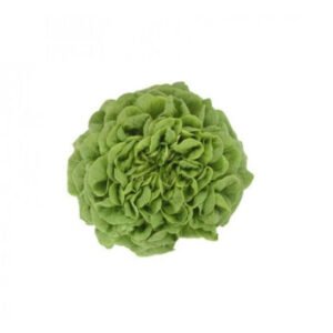 Lettuce Multi-Leaf Butterhead Salanova Hawking RZ (79 - 135) Replaces Descartes Seeds