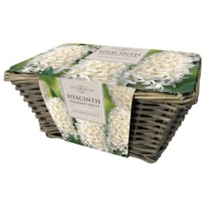 Taylors Large Hyacinth Wicker Basket 6 White Hyacinth Bulbs